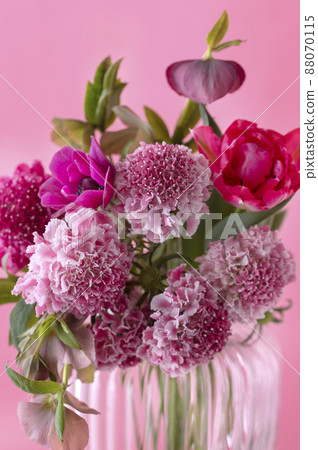 Scabiosa 春天的花朵粉紅色背景 88070115