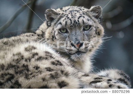 Portrait of a snow leopard, Panthera uncia 88070296