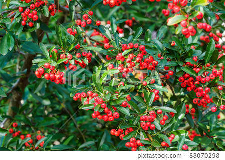 Firethorn berries. Pyracantha coccinea scarlet firethorn ornamental shrub, rosaceae evergreen shrub. 88070298