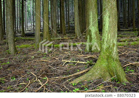 足柄山脈的矢倉岳 山伏平徒步路線 杉林 足柄山脈的矢倉岳 山伏平徒步路線 杉林 88070323