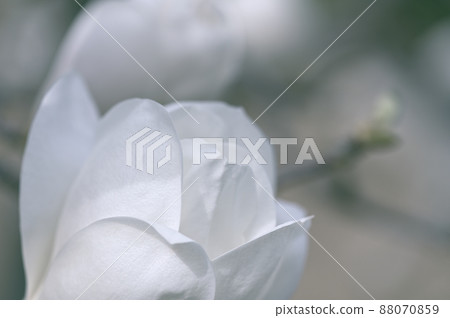 Haku Mokuren（Shiraki Ren） 88070859