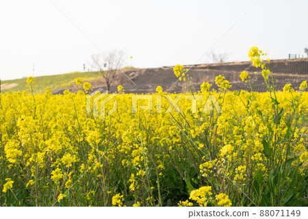 Cosmos Arena Fukiage附近的油菜花 Cosmos Arena Fukiage附近的油菜花 88071149