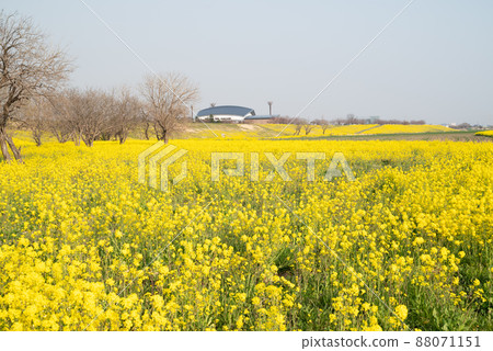 Cosmos Arena Fukiage附近的油菜花 Cosmos Arena Fukiage附近的油菜花 88071151