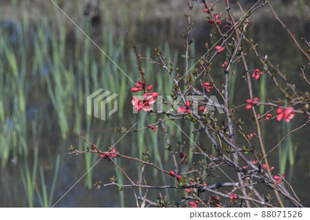 模糊的鮮花 模糊的鮮花 88071526