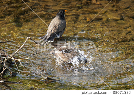 椋鳥,春天沐浴 椋鳥,春天沐浴 88071583