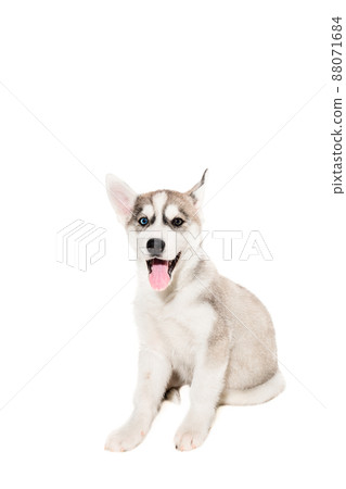 Cute little husky puppy isolated on white background 88071684