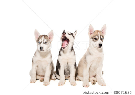 Group of puppies breed the Huskies isolated on white background 88071685