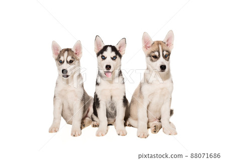 Siberian Husky puppies 88071686