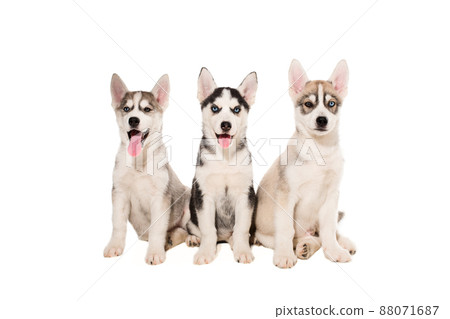 Group of puppies breed the Huskies isolated on white background Group of puppies breed the Huskies isolated on white background 88071687