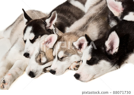 Cute little husky puppy isolated on white background Cute little husky puppy isolated on white background 88071730