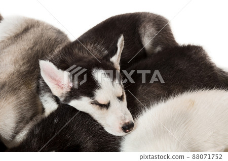 group of happy siberian husky puppies on white group of happy siberian husky puppies on white 88071752