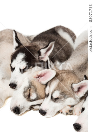 group of happy siberian husky puppies on white group of happy siberian husky puppies on white 88071758