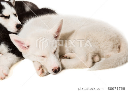 Cute little husky puppy isolated on white background 88071766