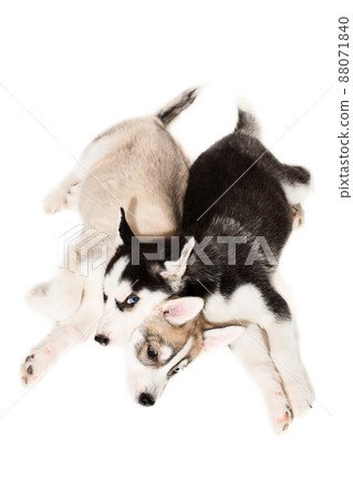 Siberian Husky puppies 88071840