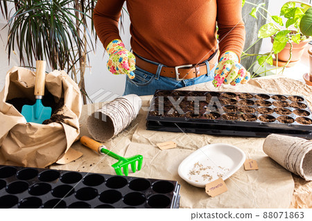 Woman is planting seedlings at home Woman is planting seedlings at home 88071863