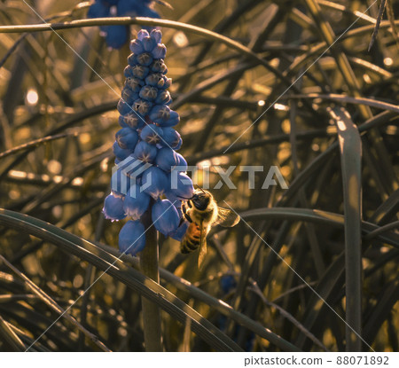Bee on flowers in spring 88071892