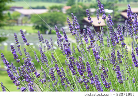 Lavender at Makiba no Yakata in Misaki-cho, Kume-gun, Okayama Prefecture 88071995