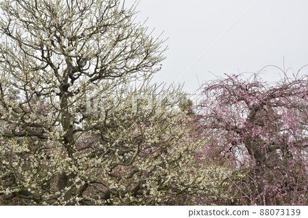 [Suzuka City, Mie Prefecture] Five-minute blooming plum grove 88073139