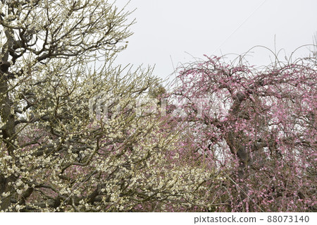[Suzuka City, Mie Prefecture] Five-minute blooming plum grove 88073140