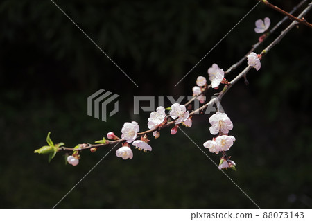 Arao City Miyazaki Brothers Birthplace Apricot Flower, 88073143