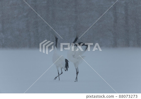 丹頂鶴在雪天哭泣 丹頂鶴在雪天哭泣 88073273