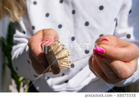 Hair loss on the comb, massage wooden brush with a clump of hair, problem of growth, hair care. Hair loss it cause from family history, hormonal changes, unhealthy of aging. Hair loss on the comb, massage wooden brush with a clump of hair, problem of growth, hair care. Hair loss it cause from family history, hormonal changes, unhealthy of aging. 88073338