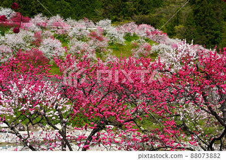 Minami Shinshu Achi Village Japan's No. 1 Hanamomo no Sato Minami Shinshu Achi Village Japan's No. 1 Hanamomo no Sato 88073882