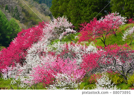 Minami Shinshu Achi Village Japan's No. 1 Hanamomo no Sato Minami Shinshu Achi Village Japan's No. 1 Hanamomo no Sato 88073891