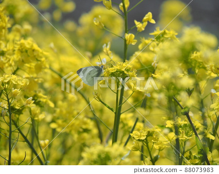 Cabbage white butterfly perched on yellow rape blossoms 88073983