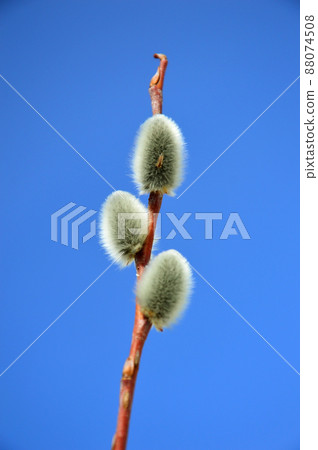 Spring nature. A vertical Willow branch (Latin Salix) with three white fluffy buds against a blue spring sky. Vertical photo. Spring nature. A vertical Willow branch (Latin Salix) with three white fluffy buds against a blue spring sky. Vertical photo. 88074508