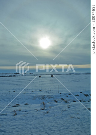Icelandic horse, Icelandic horse Icelandic horse, Icelandic horse 88074655