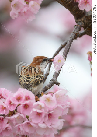 赤麻雀雄花切割 赤麻雀雄花切割 88074763