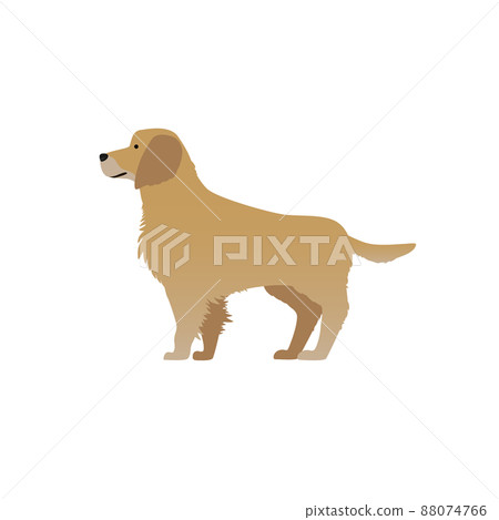 金毛獵犬圖 88074766