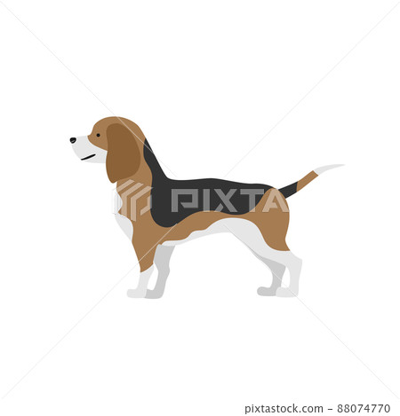 比格犬剪貼畫 88074770