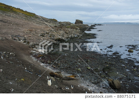 Gentoo Penguin,Hannah Point, Antartica 88075171
