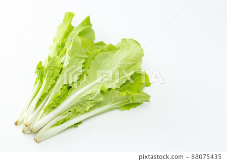 Shandong greens white background Shandong greens white background 88075435