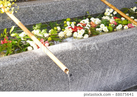 泉水神社鮮花盛開的春天長頭屋 泉水神社鮮花盛開的春天長頭屋 88075641