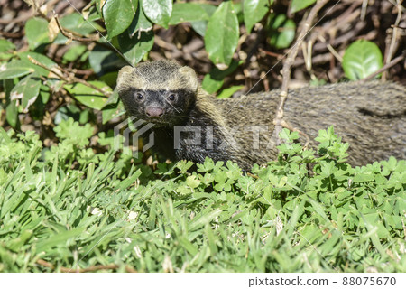 Little grison,Pampas, Patagonia, Argentina 88075670