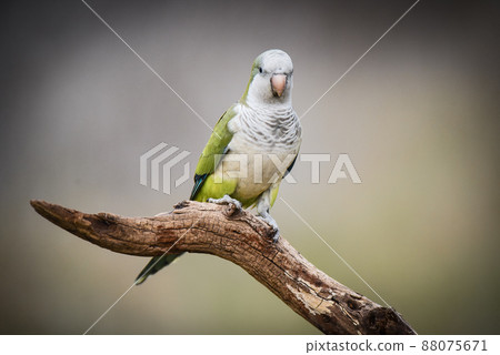 Parakeet,in jungle environment, La Pampa, Patagonia, Argentina Parakeet,in jungle environment, La Pampa, Patagonia, Argentina 88075671