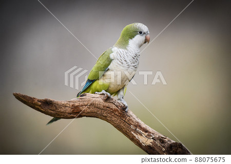 Parakeet,in jungle environment, La Pampa, Patagonia, Argentina Parakeet,in jungle environment, La Pampa, Patagonia, Argentina 88075675