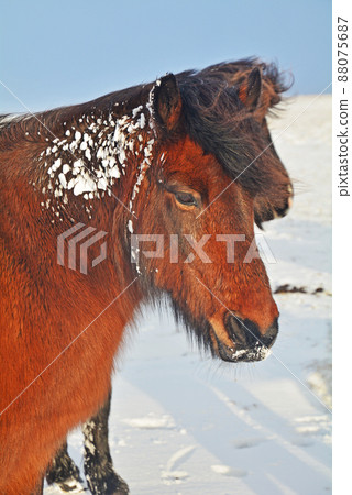 Icelandic horse, Icelandic horse Icelandic horse, Icelandic horse 88075687