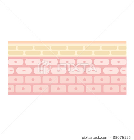 皮膚的橫截面。顯示健康皮膚結構的插圖。 皮膚的橫截面。顯示健康皮膚結構的插圖。 88076135