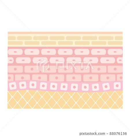 皮膚的橫截面。顯示健康皮膚結構的插圖。 88076136