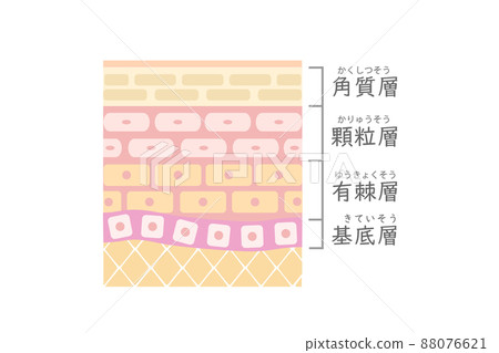 皮膚的橫切面視圖。 88076621