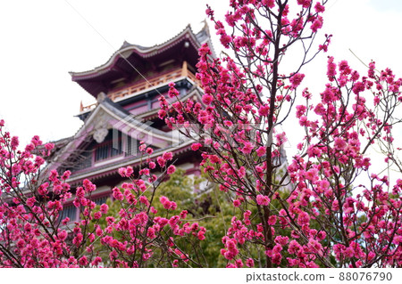 伏見桃山城樓和盛開的紅梅（京都市伏見區） 88076790