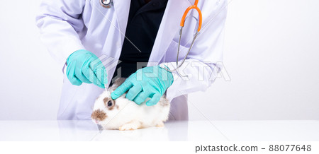 Veterinarians use cotton swabs to check the fluffy rabbit eyes and check for the fungus. Concept of animal healthcare with a professional in an animal hospital 88077648