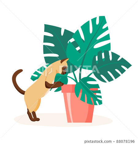 Siamese cat trying to eat home plant. Badly behaved pet destroying house plant. Naughty domestic animal looking into flower pot. Flat style vector Siamese cat trying to eat home plant. Badly behaved pet destroying house plant. Naughty domestic animal looking into flower pot. Flat style vector 88078196