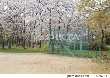 Baseball field back net and cherry blossoms Baseball field back net and cherry blossoms 88078231