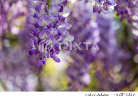 freshwater fantasy wisteria flower 88078389