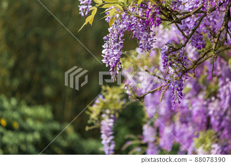 freshwater fantasy wisteria flower freshwater fantasy wisteria flower 88078390